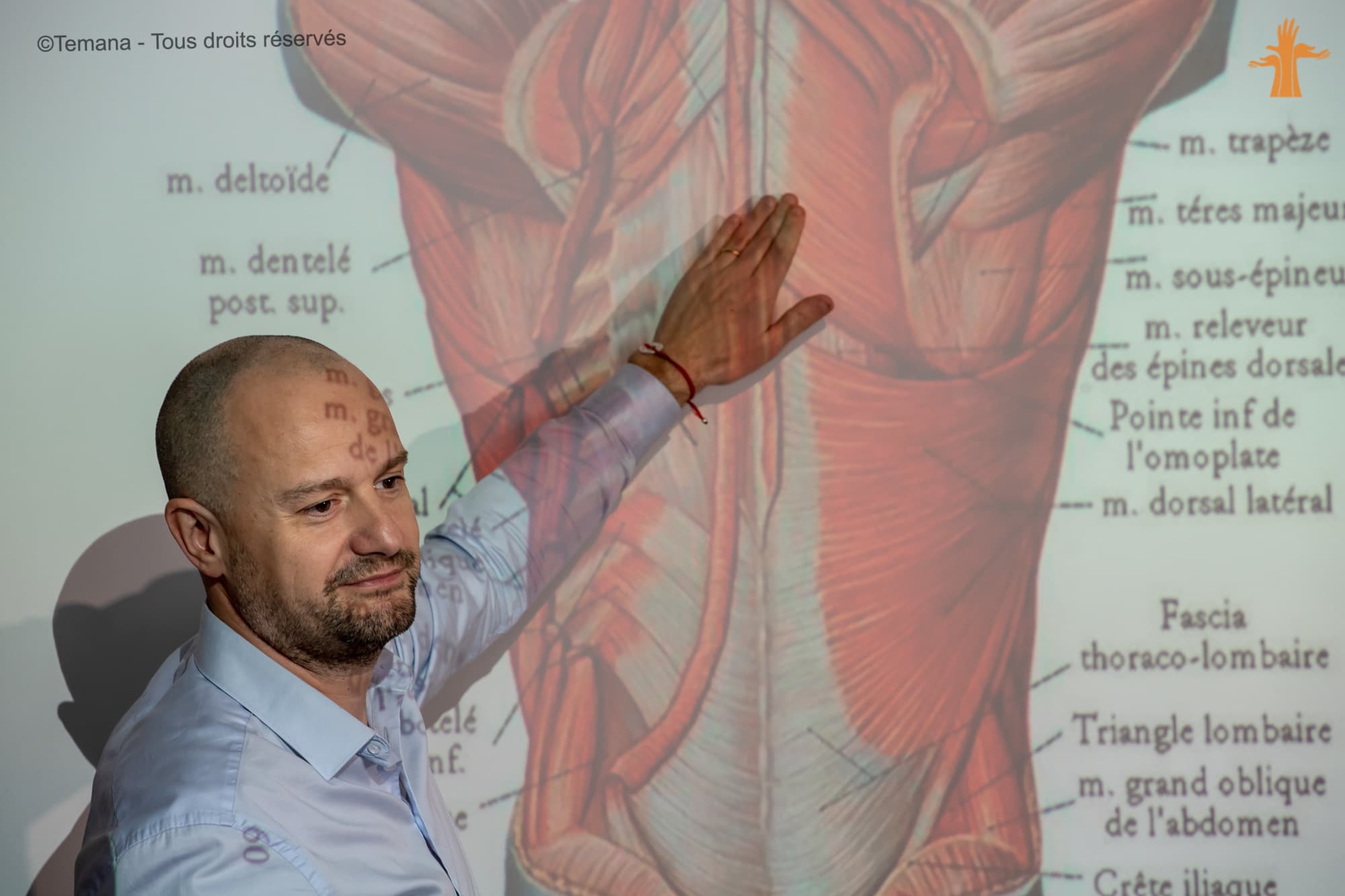anatomie palpatoire