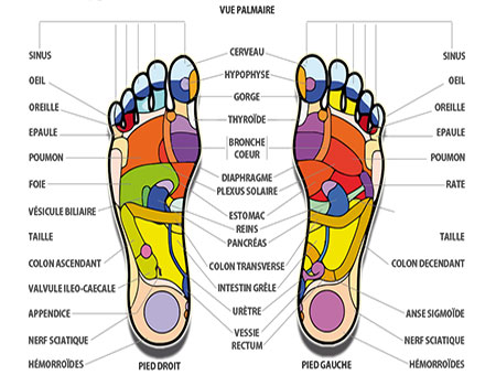 les zones réflexes du pieds