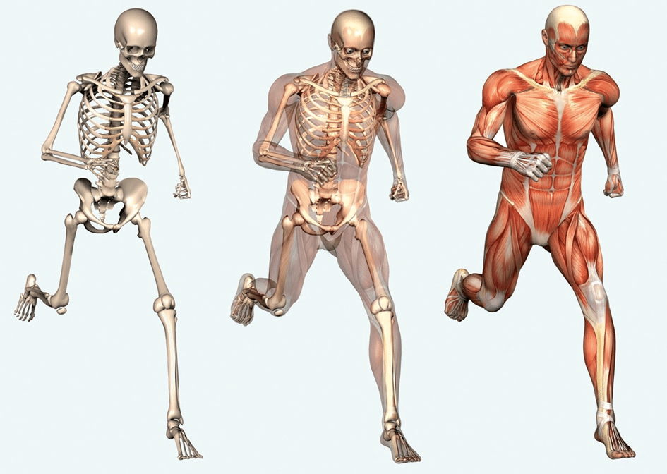 illustration donnée lors d'une formation en anatomie palpatoire