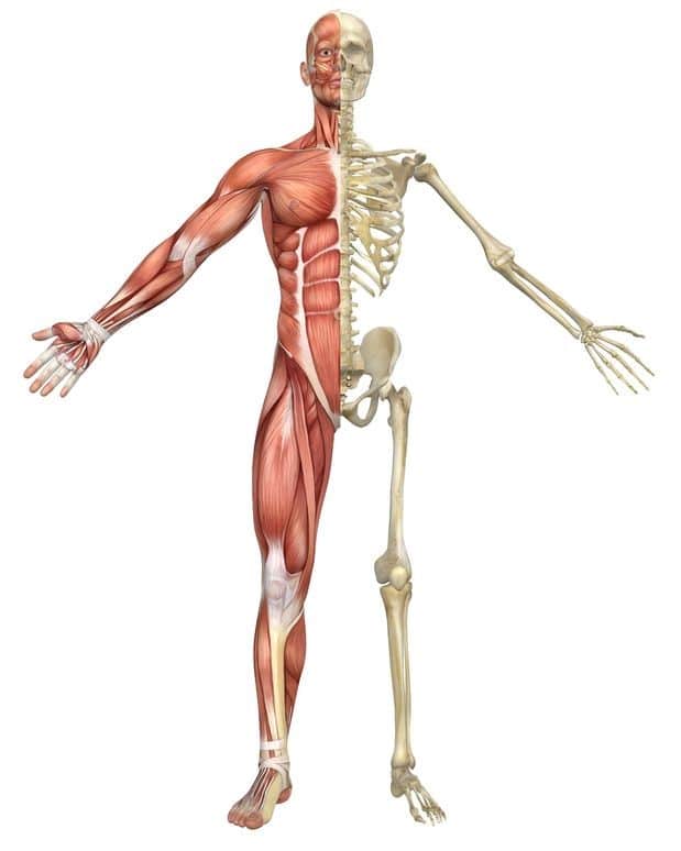 Corps humain pour apprendre l'anatomie palpatoire