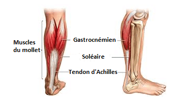 soulager la douleur aux mollets : comprendre l'anatomie